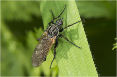 grote Dansvlieg - Empis tessellata