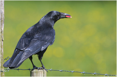 zwarte Kraai - Corvus corone