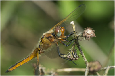 bruine Korenbout - Libellula fulva