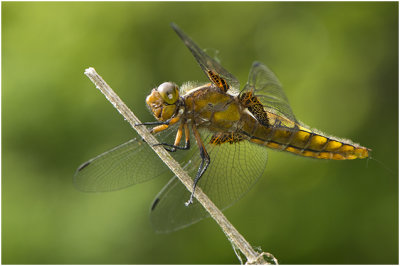 Platbuik - Libellula depressa - vrouwtje - female