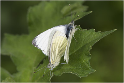 klein geaderd Witje - Pieris napi