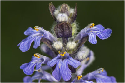 kruipend Zenegroen - Ajuga reptans