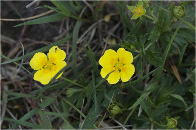 Tormentil - Potentilla erecta