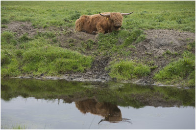 Schotse Hooglander