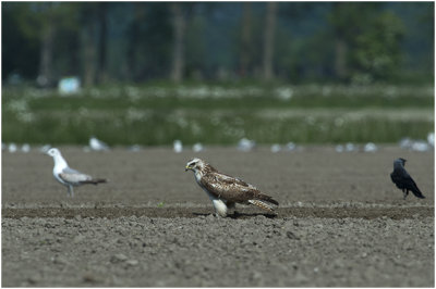 gewone Buizerd