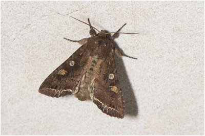 Groente-uil - Lacanobia oleracea