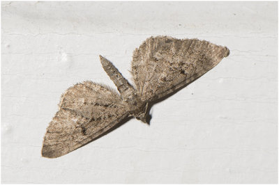 Streepjesdwergspanner - Eupithecia intricata