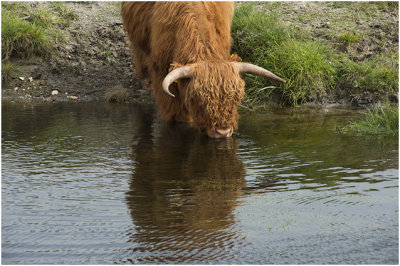 Schotse Hooglander