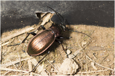 Halsbandloopkever - Carabus monilis