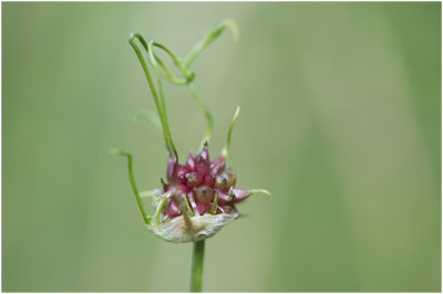Kraailook - Allium vineale