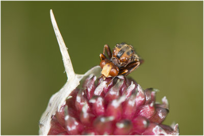 roodbruine Blaaskopvlieg - Sicus ferrugineus