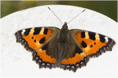 kleine Vos - Aglais urticae