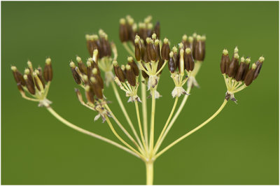 Fluitenkruid - Anthriscus sylvestris