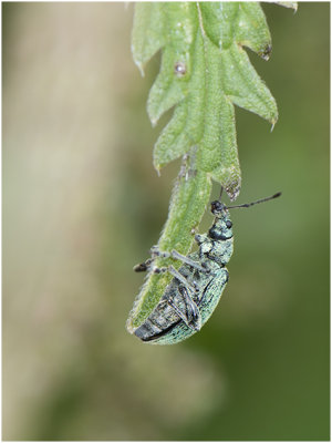 groene Bladsnuitkever - Phyllobius soort