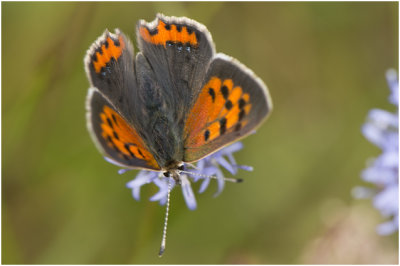 kleine Vuurvlinder - Lycaena phlaeas