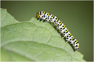 Helmkruidvlinder - Shargacucullia scrophulariae