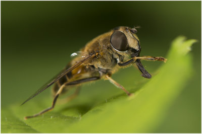 Puntbijvlieg - Eristalis nemorum 