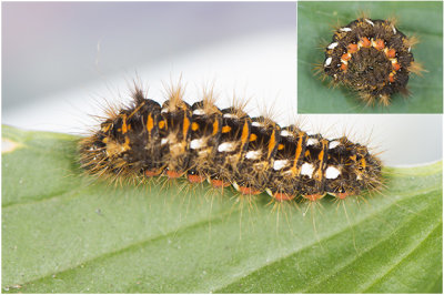 Zuringuil - Acronicta rumicis
