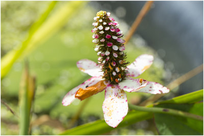 Water Anemoon - Anemopsis Californica