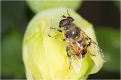 Blinde Bij - Eristalis tenax