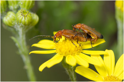 Soldaatje - Rhagonycha fulva