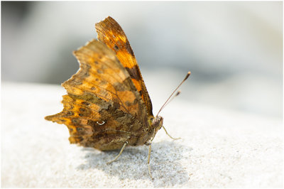 gehakkelde Aurelia - Polygonia c-album