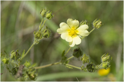 rechte Ganzerik - Potentilla recta