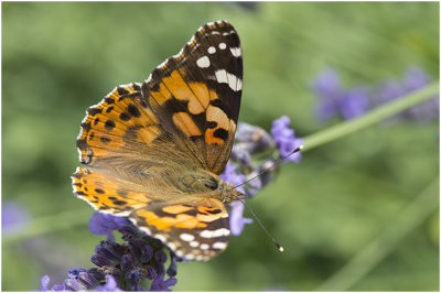 Distelvlinder - Vanessa cardui