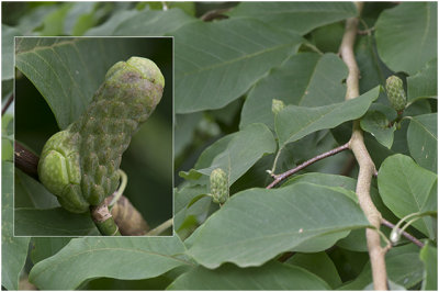 Komkommermagnolia - Magnolia acuminata