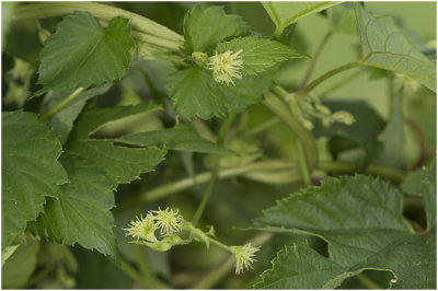 Hopplant - Humulus lupulus