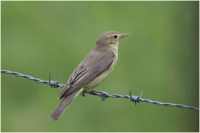 Fitis - Phylloscopus trochilus