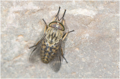 kleine Runderdaas - Tabanus bromius