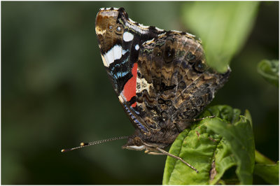 Atalanta - Vanessa atalanta