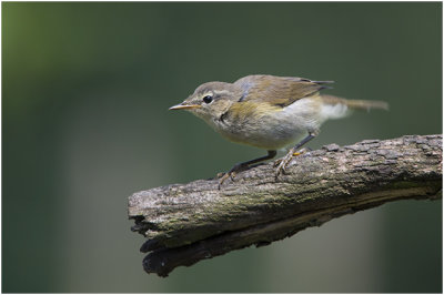 Tjiftjaf - Phylloscopus collybita