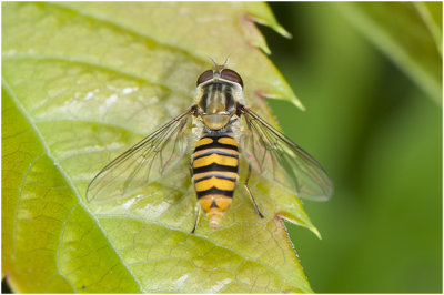 Pyamazweefvlieg - Episyrphus balteatus