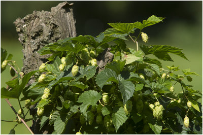 Hopplant - Humulus lupulus
