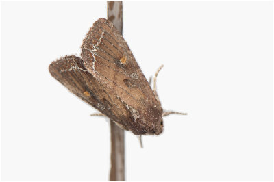 Groente-uil - Lacanobia oleracea