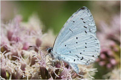 Boomblauwtje - Celastrina argiolus