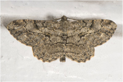 Taxusspikkelspanner - Peribatodes rhomboidaria