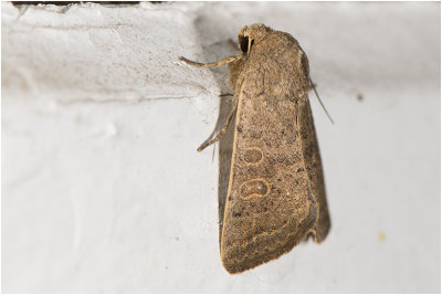 gewone Stofuil - Hoplodrina octogenaria
