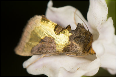 Koperuil - Diachrysia chrysitis