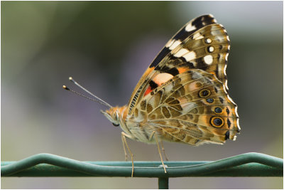 Distelvlinder - Vanessa cardui