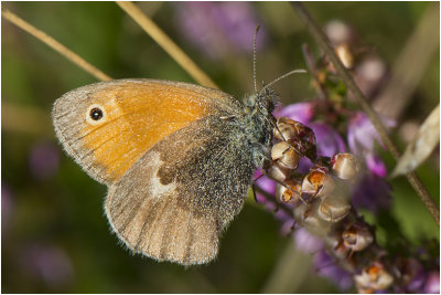 Hooibeestje - Coenonympha pamphilus