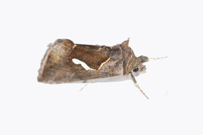 getekende Gamma-uil - Macdunnoughia confusa