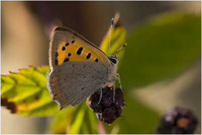 kleine Vuurvlinder - Lycaena phlaeas