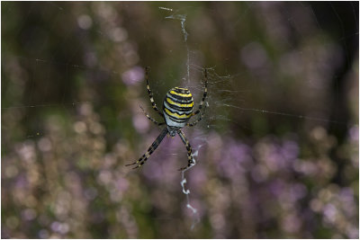 Tijgerspin - Argiope bruennichi