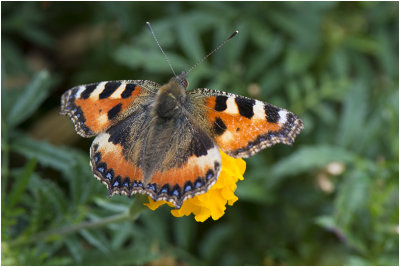 kleine Vos - Aglais urticae