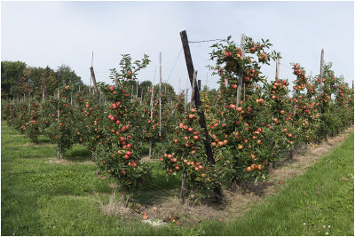 Laagstam appelboomgaard 