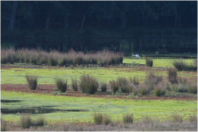 Zilverreiger in het Weerterbos