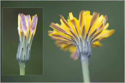 gewoon Biggenkruid - Hypochaeris radicata 